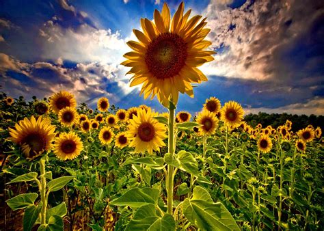 Sunflowers Field ひまわりの壁紙 ひまわり畑 ひまわり