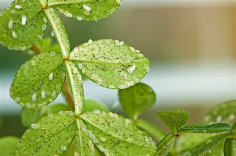 Will sevin spray kill aphids? white fly control and treatments for the home yard and garden