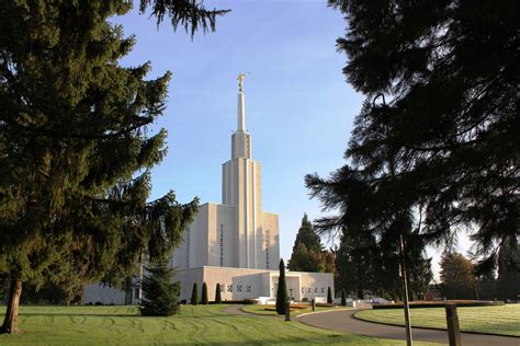 Pine Trees And The Bern Switzerland Temple
