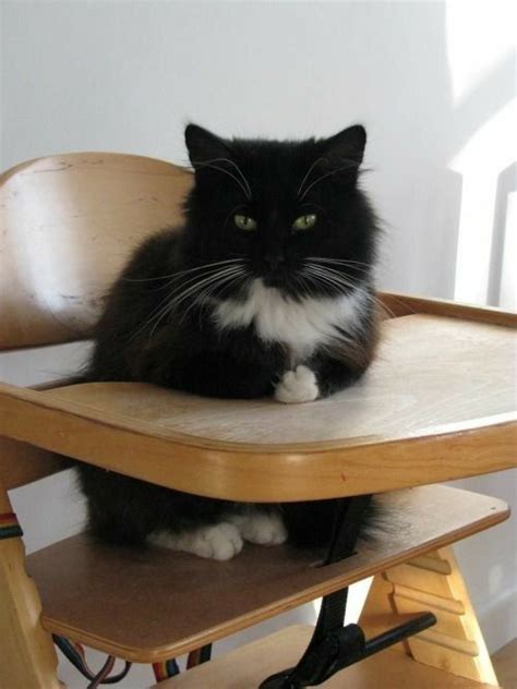 15 Reasons Why Tuxedo Cats Rock Cats In Care