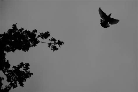 Free Images Bird Crow Raven In Flight Flying Minimal