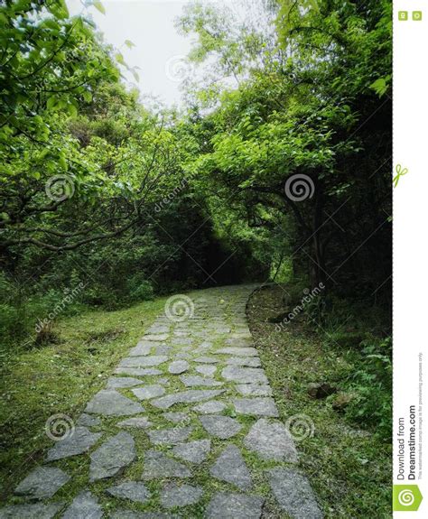 Forest Stone Path Stock Photo Image Of Lane Background 77529030