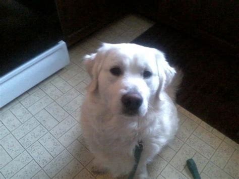 Akc English Creme Golden Retriever Adult Male For Sale In Plainwell