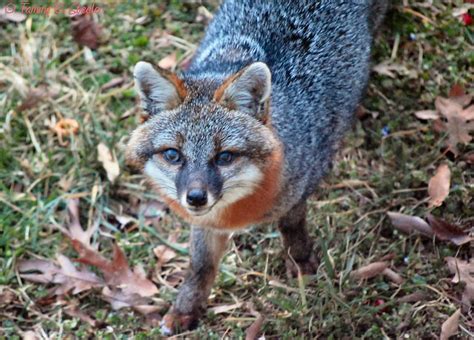 Little Gray Fox Eating Some Berries I Threw Out Flickr Photo Sharing