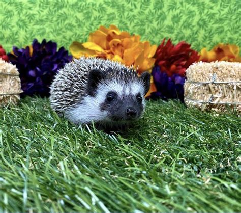 I Get To Pick Up My First Hedgie Next Week 🖤💛 Decided To Name Him