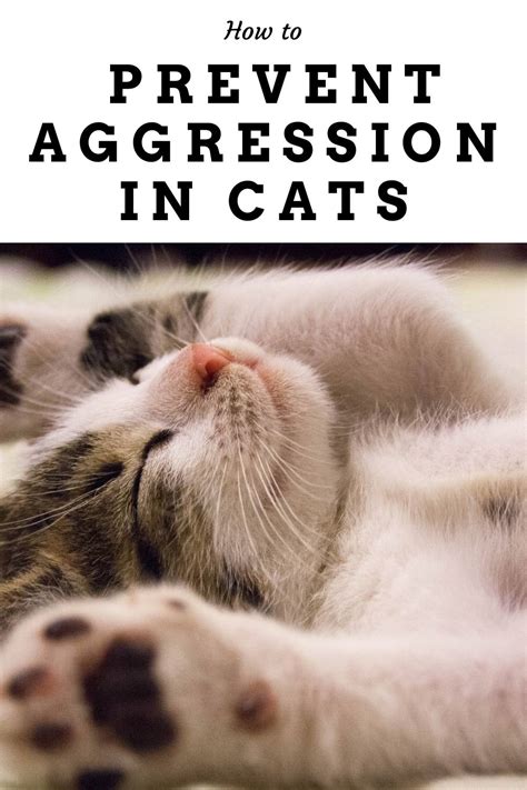How To Prevent Aggression In Cats I Do Declaire