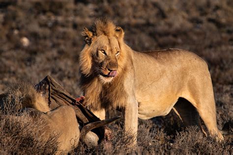 Brown Lion Eating Meat · Free Stock Photo
