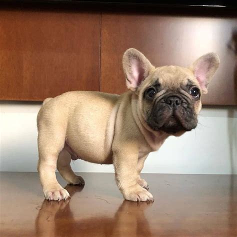 67 French Bulldog Puppies With Baby Pic Bleumoonproductions