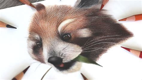 How To Draw A Red Panda In Colored Pencils Youtube