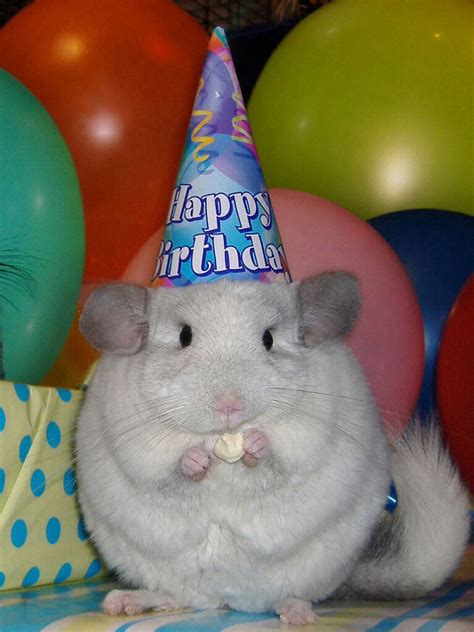 Pin By Pat Ritz On Everything Cute Happy Birthday Me Hamster Happy