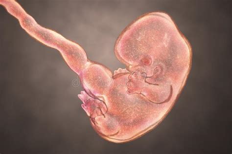 8 Weeks Human Embryo Stock Illustration Illustration Of Against