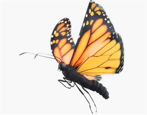 3D model Monarch Butterfly Animated with Fur | CGTrader