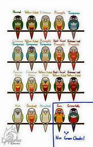 Conures Mutation Chart Conure Bird Conure Parrot Pet