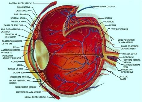 11 Anatomy And Physiology Of The Eye Worksheet  Diagram Of