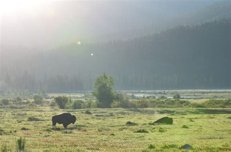 The Wonder Of Wolf Watching Yellowstone National Park