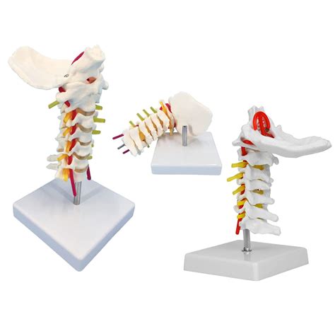 Buy Uigjiog Life Size Cervical Vertebral Spine Spinal Nerves Anatomical