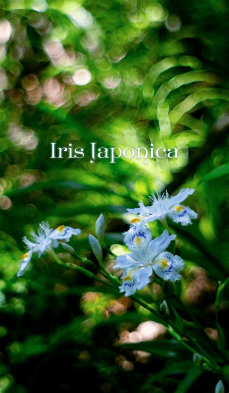 LINE Creators' Themes - Iris Japonica