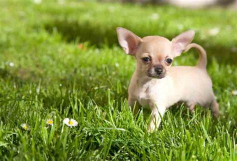 20 Tiny Dogs That Stay Small Forever Worlds Smallest Breeds