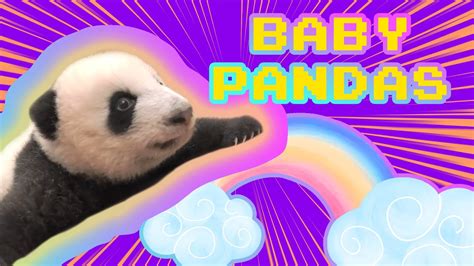 Cutest Baby Pandas Youtube