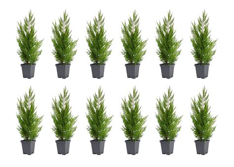 Buy Murray Cypress Tree - 12 Live Quart Size Trees - Cupressus x