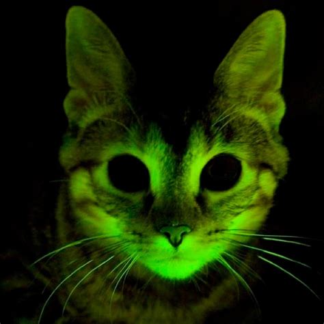 Incredible Photos Of Animals That Can Glow In The Dark Readers Digest