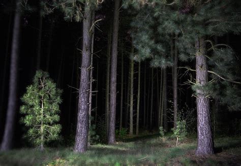 Pine Tree Forest At Night Photograph By Dirk Ercken Fine Art America