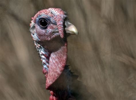 Turkey Birds In Photography On Forums
