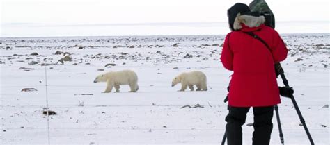 Polar Travel Antarctica And The Arctic A Comaparison For Visitors