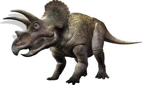El tricerátops era el más fuerte de los dinosaurios. Triceratops | Dinosaur Wiki | FANDOM powered by Wikia