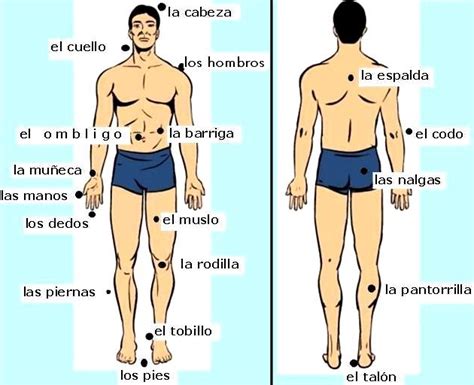 Imagenes Del Tronco Del Cuerpo Humano