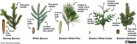 Evergreen Tree Pine Tree Identification Chart