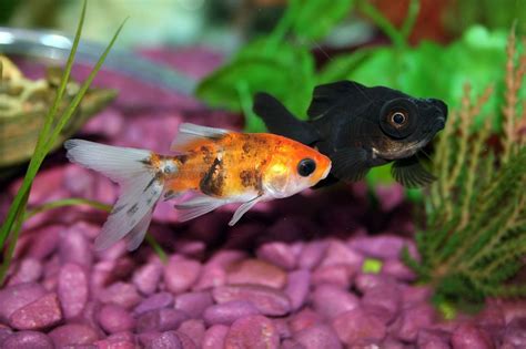 10 Easy Plants For Goldfish Tanks The Complete Guide To Goldfish Plants