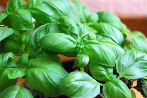 Basil ~ Ocimum Basilicum Plant Care Guide Auntie Dogmas Garden Spot