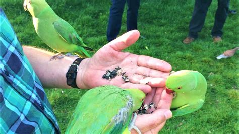 The Wild Parakeets Ringneck Of Hyde Park In London Uk Youtube