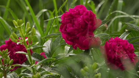 Burgundy Peony Flower In The Rain In The Garden Bright Pink Peony In