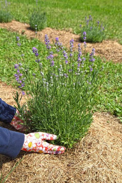 How To Plant A Lavender Hedge And 12 Reasons Why You Should
