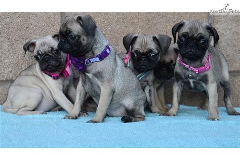 Unfortunately one of her eyes is cloudy and she cannot see(left eye). Beautiful Pugs : Pug puppy for sale near San Diego, California. | 4297570a-8be1