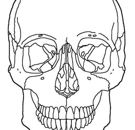 And you can freely use images for your personal blog! Skull Anatomy Coloring Pages at GetDrawings | Free download