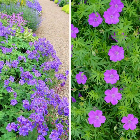 We have a range of cottages which can sleep. Cottage Farms Direct - Perennials - Shady Days Hardy ...