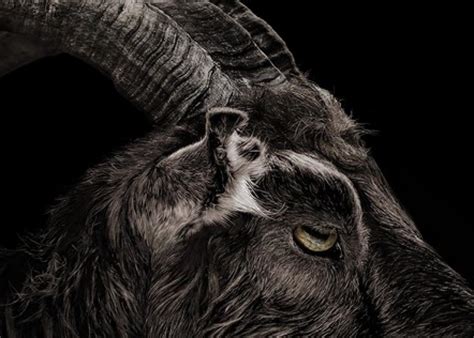 goats and the devil origins black phillip in the witch isn t alone