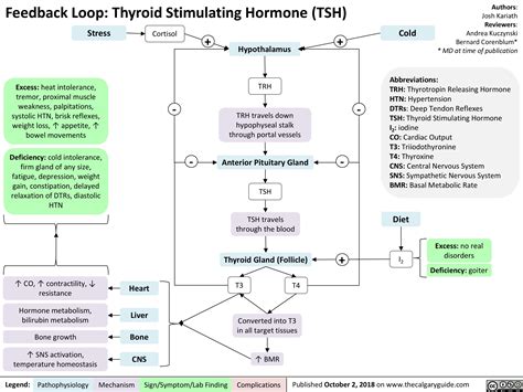 Feedback Loop Thyroid Stimulating Hormone Tsh Calgary Guide