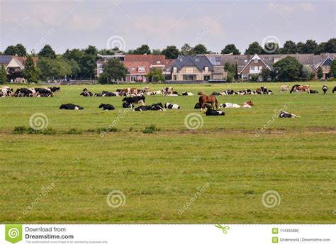 European Natural Countryside Stock Photo Image Of Holland Meadow