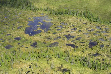 Aerial View Of Peat Bogs And Taiga Boreal Forest Stock Image F023