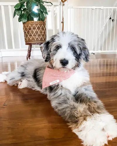 Where To Adopt Aussiedoodle Puppies Puppy4homes