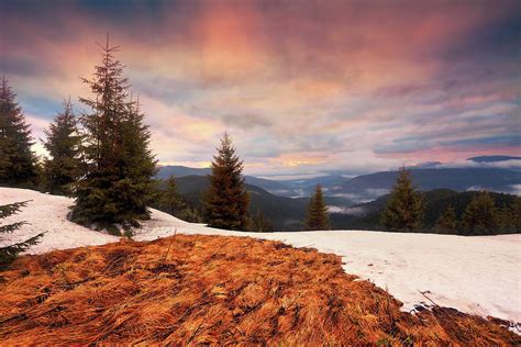 Mountain Sunrise Pine Trees And By Sergiy Trofimov Photography