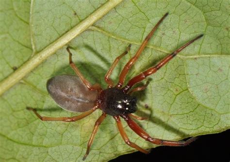 House Spiders Of Ohio Seen These Lately