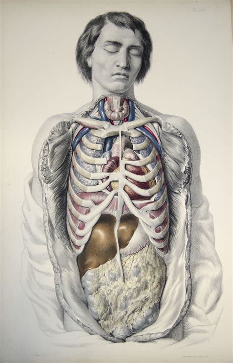 Your rib cage protects your heart and lungs and plays an important role in respiration and physical activity. internal organs and ribcage (front view) | Plate 19 from Med… | Flickr