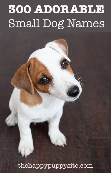 Small Dog Names 350 Ideas For Naming Your Little Puppy