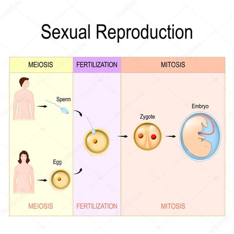 Reproducción Sexual Mitosis Fertilización La Meiosis — Vector De