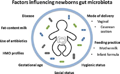 Factors Influencing The Composition And Colonization Of Newborns Gut Download Scientific